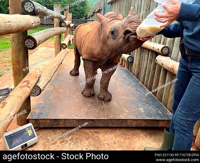 23 November 2022, South Africa, Mbombela: The orphaned baby rhino Daisy is weighed at the same time during feeding. The animal is eleven months old and weighs...