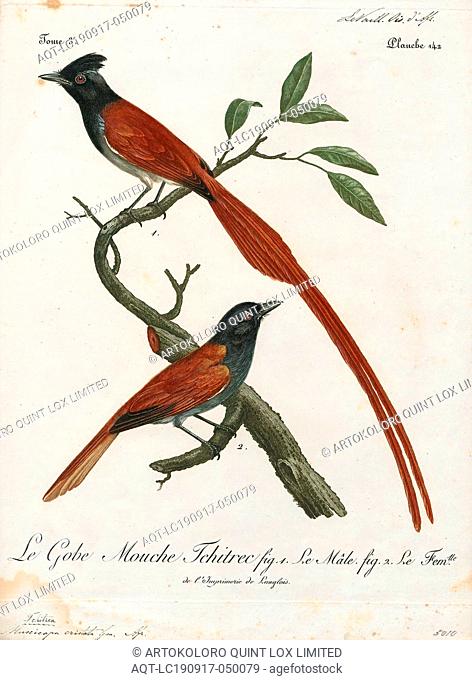 Tchitrea viridis, Print, The paradise flycatchers (Terpsiphone), are a genus of bird in the family Monarchidae. The genus ranges across Africa and Asia