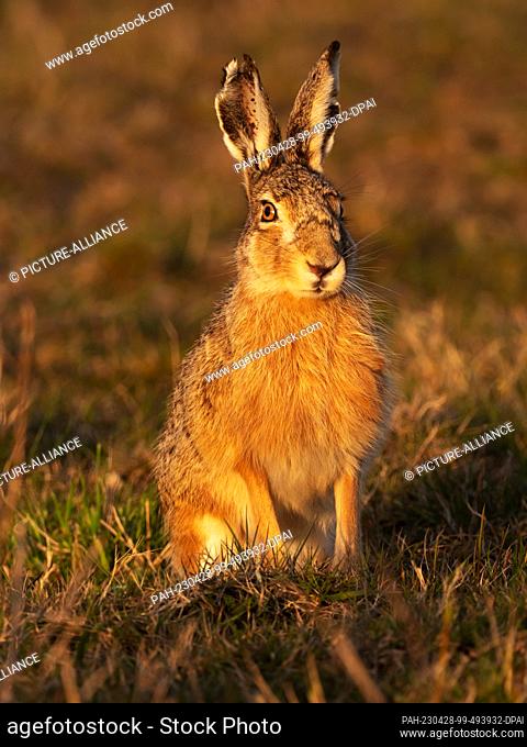 11 April 2023, Lower Saxony, Wangerooge: 11.04.2023, Wangerooge. A brown hare (Lepus europaeus) sits on a salt marsh on the North Sea island of Wangerooge