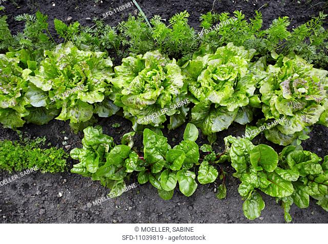 Vegetable bed with lettuce