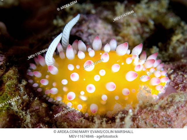 Ornate Cadlinella Nudibranch with pink-tipped white tubercules