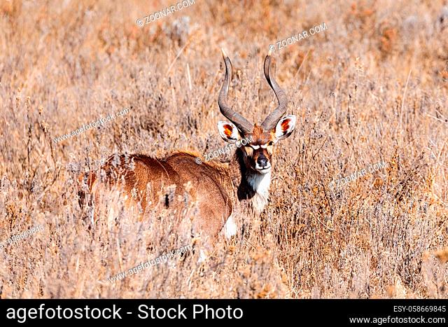 majestic male of endemic very rare Mountain nyala, Tragelaphus buxtoni, big antelope in natural habitat Bale mountain National Park, Ethiopia, Africa wildlife