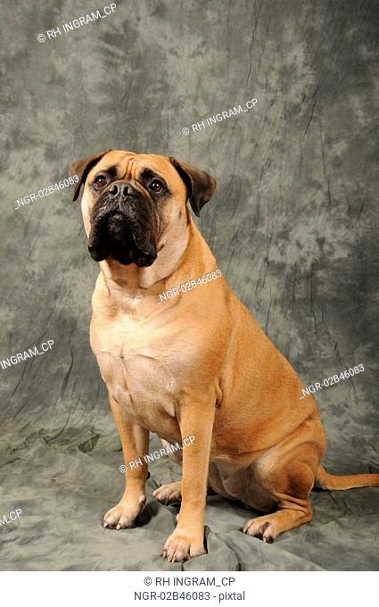 Sitting bull mastiff dog portrait