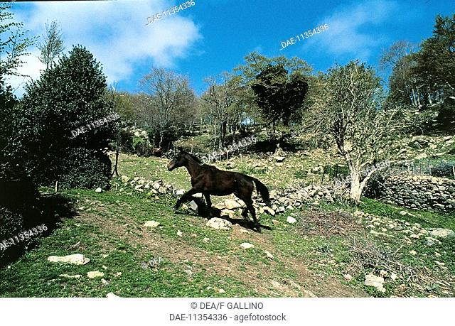 Italy - Sicily Region - Madonie Regional Park - Carbonara Summit - Wild horse