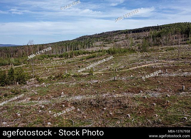 Sick forest and cut trees in the Taunus