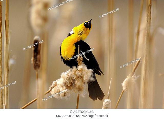 An adult male Yellow-headed Blackbird singing and being vocal in an attempt to attract a mate