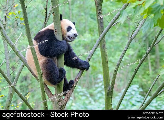 Captive subadult giant panda(s) (Ailuropoda melanoleuca), central China
