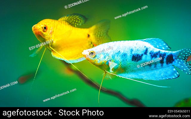 Aquarium Fish Golden gourami with opaline gourami Trichogaster trichopterus in fish tank
