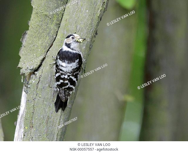 Lesser Spotted Woodpecker (Dendrocopos minor) with insects, The Netherlands, Noord Holland