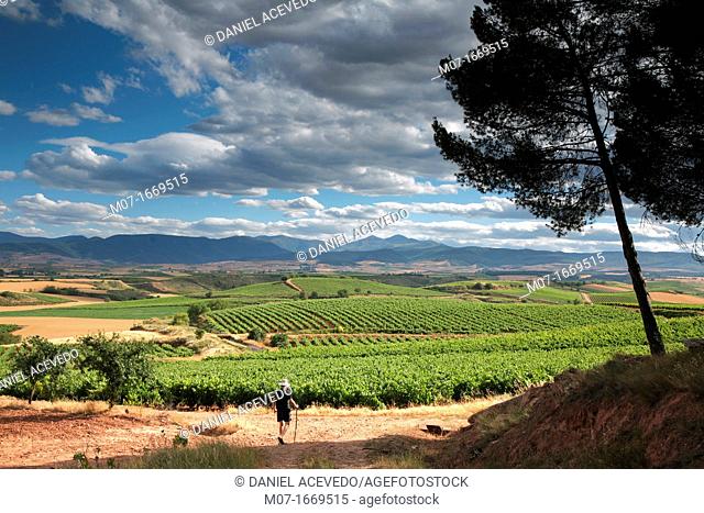 Summer Rioja winescape, Camino de Santiago, Santiago way, Alesanco vines, Rioja wine region, Spain