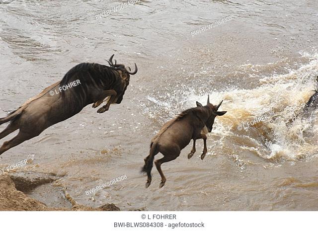 blue wildebeest, brindled gnu, white-bearded wildebeest Connochaetes taurinus, jumping into the Mara river to cross it, Kenya, Masai Mara National Park
