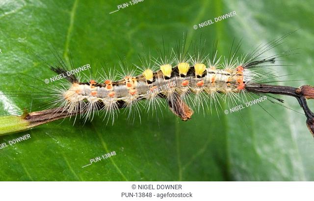 Close-up of a vapourer moth larva Orgyia antiqua clinging to a twig in a wooded habitat on St Catherine's Island, Rovinj, Croatia