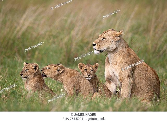 Lion (Panthera leo) female and three cubs, Ngorongoro Crater, Tanzania, East Africa, Africa