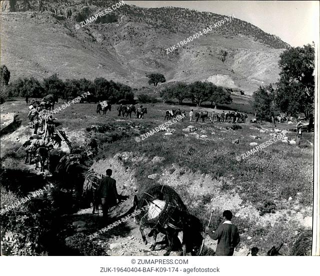 Apr. 04, 1964 - The Donkey supply train in Nicosia.: Donkeys are used as a method of transport for the carrying of supplies to the Greek Cypriot forces who have...