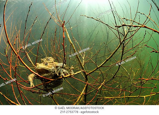 European toads mating in a French lake. Bufo bufo