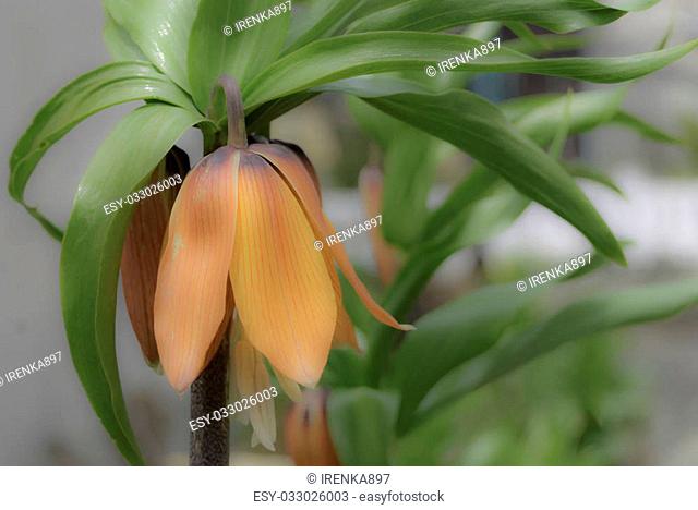 Orange Crown imperial flowers early summer. Fritillaria imperialis. Soft light