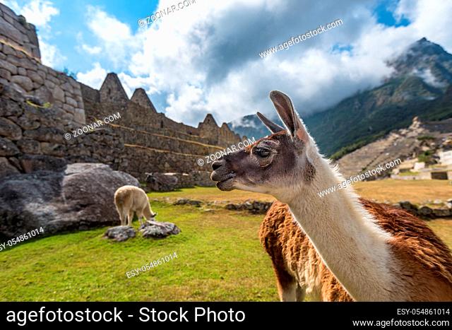 Lamas at Machu Picchu, UNESCO World Heritage Site in Peru