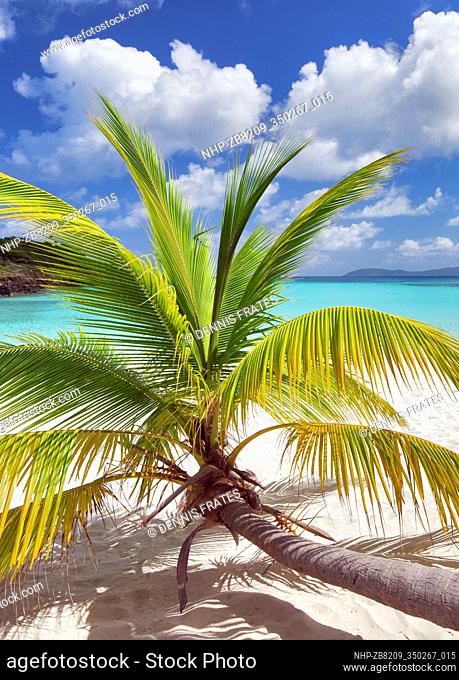 Palm tree growing horizontal at Trunk Bay. Virgin Islands National Park. St. John