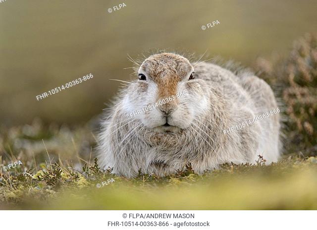 Mountain Hare (Lepus timidus) adult, in transition from winter to summer coat, sitting amongst heather on hillside, Grampian Mountains, Highlands, Scotland