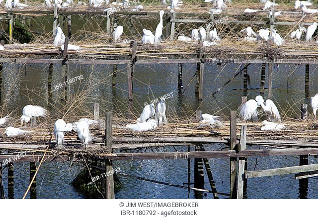 A sanctuary for herons and egrets called Bird City at Jungle Gardens, Avery Island, Louisiana, USA, North America