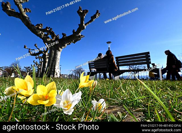 17 February 2021, Baden-Wuerttemberg, Langenargen Am Bodensee: Several crocuses are blooming on the lakeside promenade, while a couple sits on a bench behind...