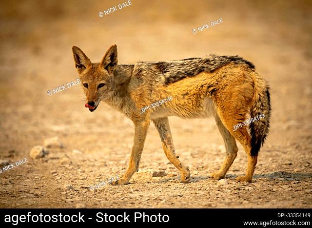 Hungry jackal Stock Photos and Images | agefotostock
