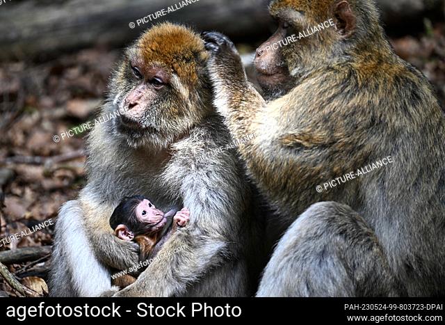 23 May 2023, Baden-Württemberg, Salem: A few days old baby Barbary ape sits in its mother's lap and drinks in Germany's largest ape enclosure