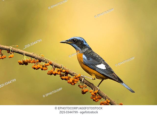 Blue-capped rock thrush, male, Monticola cinclorhyncha, Western Ghats, India