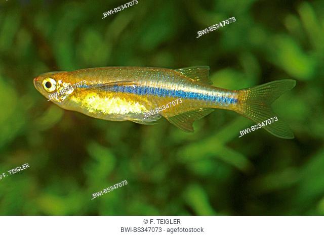 Dadyburjor's hatchetfish, Orange hatchetfish, Orange chela (Chela dadyburjori), swimming
