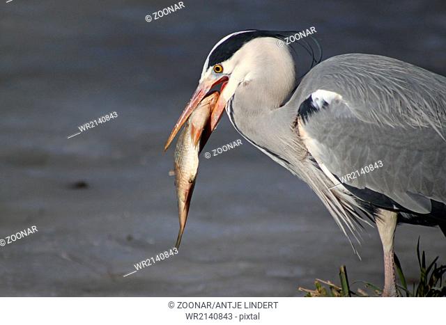 grey heron eating a fish