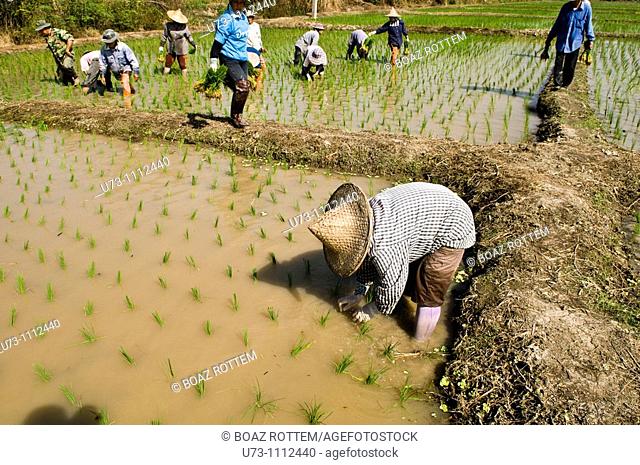 Thai farmers working in the paddy fields
