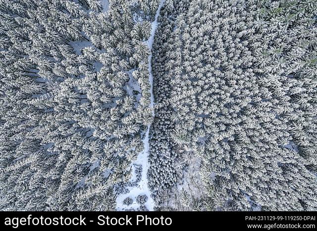 29 November 2023, Baden-Württemberg, Bartholomä: It's not just the crowns of the trees in a forest near the village of Bartholomä that are covered in snow
