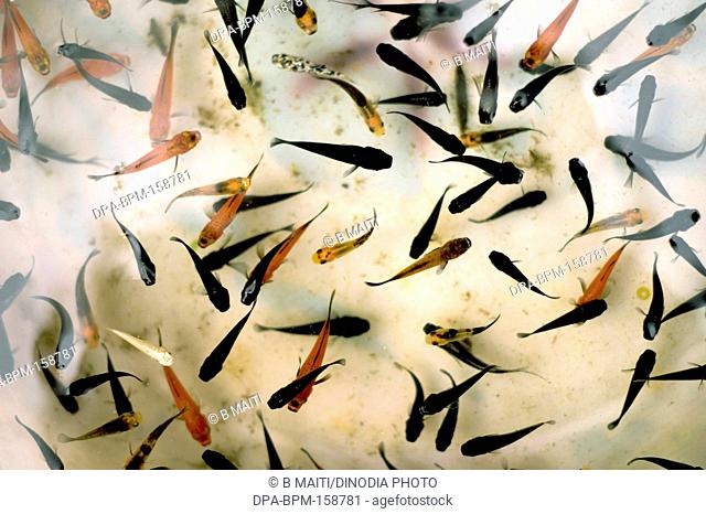 Aquarium fish ; cyprinidae carassius auratus red and black ; West Bengal ; India