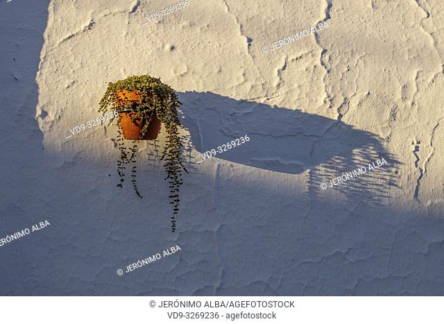 Flower pot and shadow at sunset on white wall, white village of Mijas. Malaga province Costa del Sol. Andalusia, Southern Spain Europe