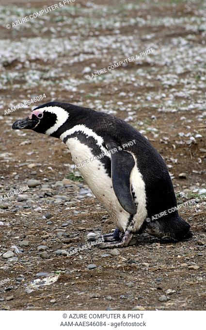Magellanic Penguin (Spheniscus magellanicus) Punta Arenas Chile