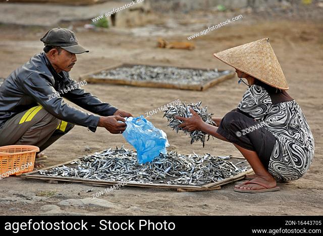Banyuwangi, East Java, Indonesia - May 23, 2015 : Unidentified woman select and classify dried anchovy inear Boom beach in Bayuwangi, East Java , Indonesia
