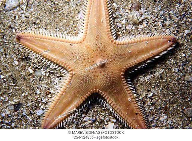 Sea Star (Astropecten irregularis). Ria of Vigo, Pontevedra province, Galicia, Spain