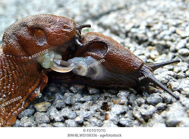 Spanish slug, Lusitanian slug Arion lusitanicus, copulation, Germany
