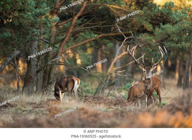Red Deer Cervus elaphus - Veluwe, Gelderland, Guelders, The Netherlands, Holland, Europe