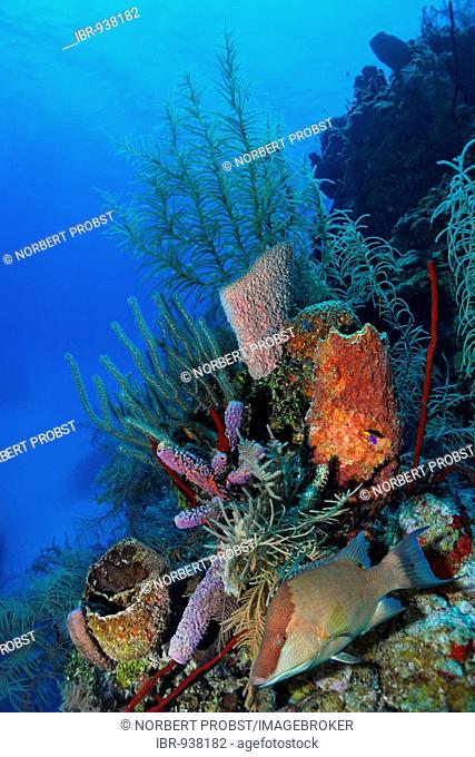 Coral reef with multi-coloured, different types of coral and sponges, Hogfish (Lachnolaimus maximus), Half Moon Caye, Lighthouse Reef, Turneffe Atoll, Belize