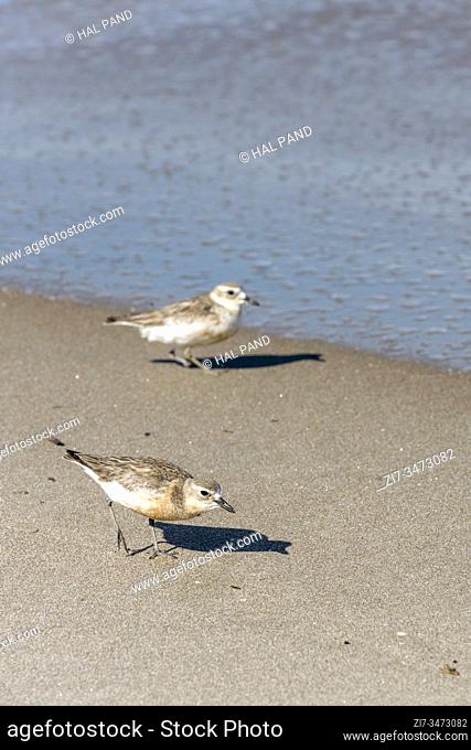 New Zealand Dotterel birds standing on Ocean shore sand near water, shot in bright late spring light at Pauanui, Coromandel, North Island, New Zealand