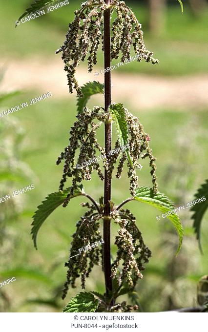 Close-up of common nettle Urtica dioica in summer