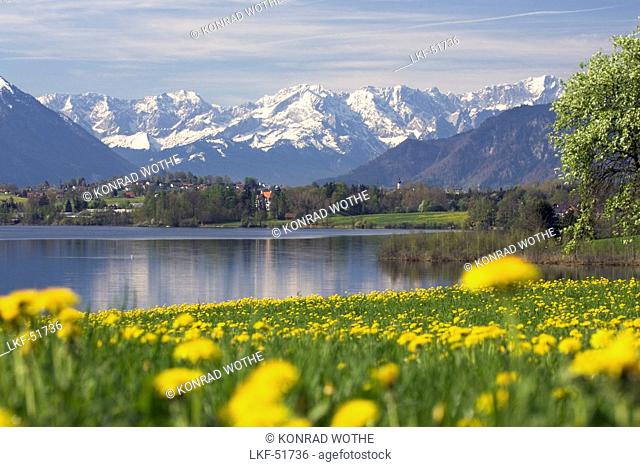 Dandelion meadow in front of the Riegsee near Murnau with Alps, Upper Bavaria, Bavaria, Germany