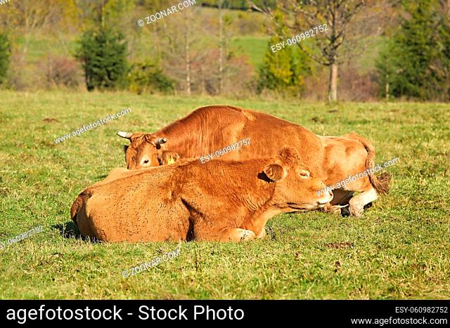 Cows resting on grazing pasture