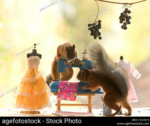 red squirrels with a sewing machine
