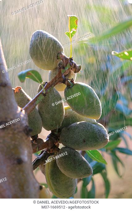 Almond on tree and rain, Spain, Mediterranean, Europe
