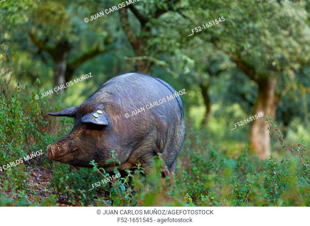 IBERIAN PIG, Sierra de Aracena Natural Park, Huelva, Andalucia, Spain, Europe