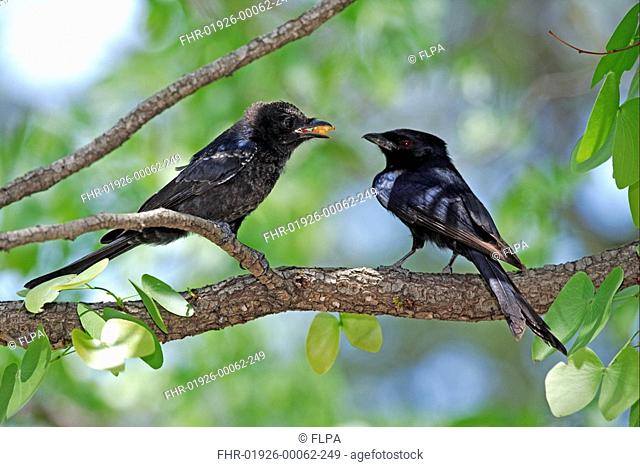 Fork-tailed Drongo Dicrurus adsimilis adult, feeding young, Kruger N P , South Africa