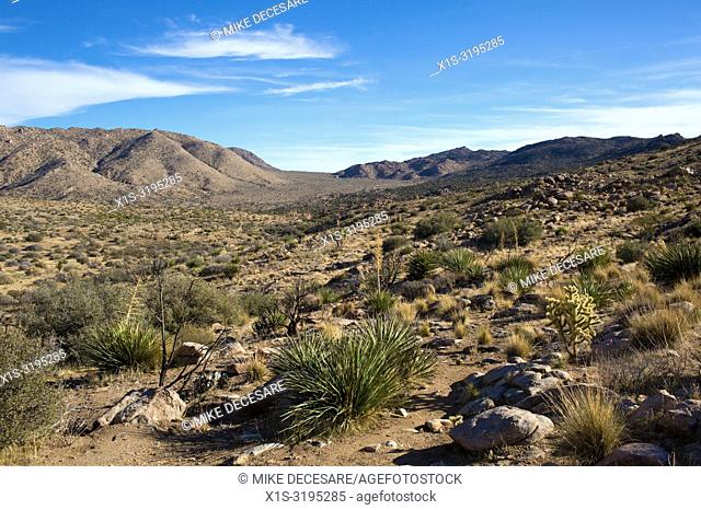 Covington Flats Wilderness in Joshua Tree National Park has an abundance of the iconic trees but they are vanishing because of climate change