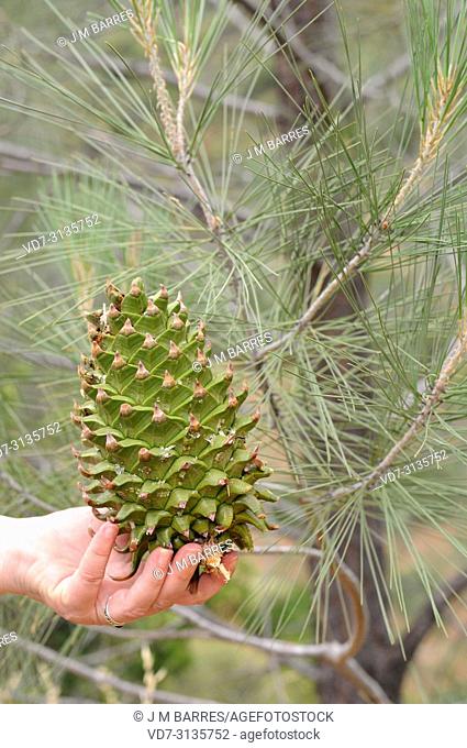 California foothill pine or digger pine (Pinus sabiniana or Pinus sabineana) is a coniferous tree endemic to California. Cone and leaves detail